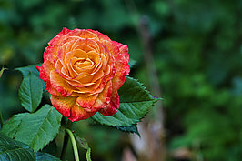 Bernhard Saalfeld - Gartenrose 2024 (4v9)